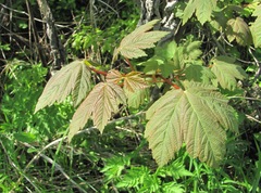 Acer pseudoplatanus