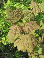 Acer pseudoplatanus