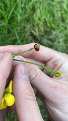 Coccinella septempunctata