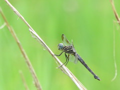 Cannaphila insularis