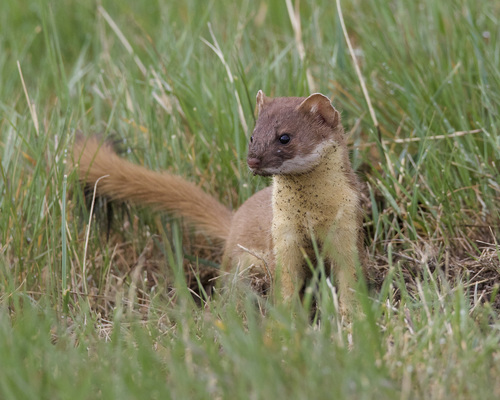 Long-tailed Weasel, photo 4 of 9