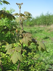 Acer pseudoplatanus