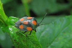 Brachystethus rubromaculatus