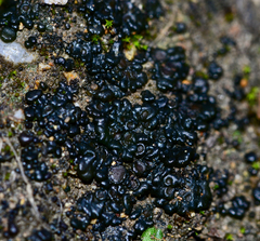 Enchylium coccophorum