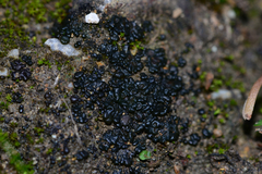 Enchylium coccophorum