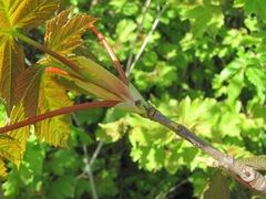 Acer pseudoplatanus