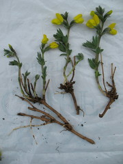 Thermopsis alpina