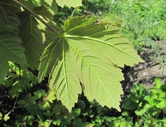 Acer pseudoplatanus