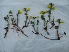 Thermopsis alpina