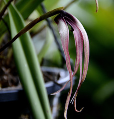 Maxillaria longissima