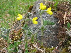 Thermopsis alpina