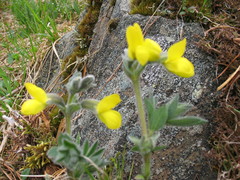 Thermopsis alpina