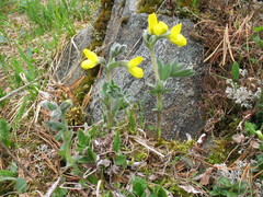 Thermopsis alpina