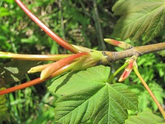 Acer pseudoplatanus