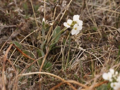 Noccaea cochleariformis