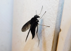 Chrysopilus velutinus