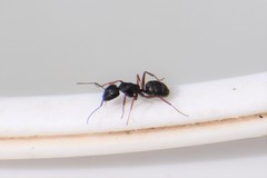 Camponotus herculeanus