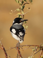 Lanioturdus torquatus