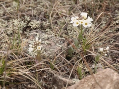 Noccaea cochleariformis