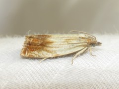 Eucosma radiatana