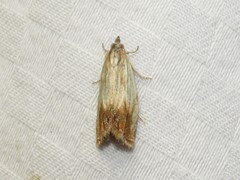 Eucosma radiatana