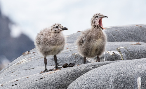 Foto de Kelp Gull