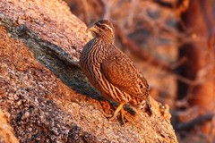Pternistis hartlaubi