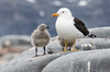 Kelp Gull - Photo (c) Sebastián Lescano, some rights reserved (CC BY-NC), uploaded by Sebastián Lescano