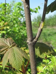Acer pseudoplatanus