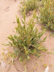 Apocynum venetum