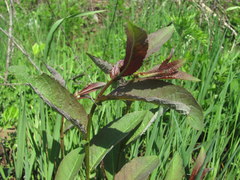 Salix