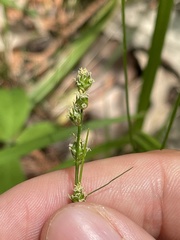 Carex festucacea