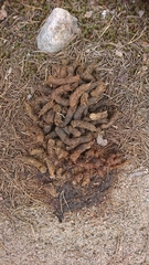Tetrao