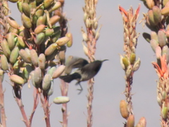 Cinnyris fuscus fuscus