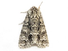 Acronicta impressa