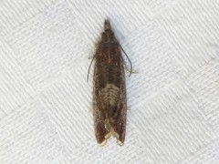 Dichrorampha acuminatana