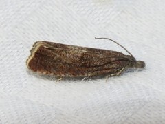 Dichrorampha acuminatana