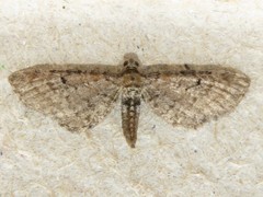 Eupithecia strattonata