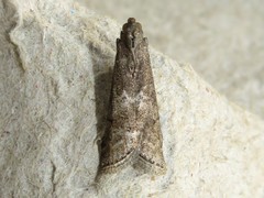 Oreana unicolorella