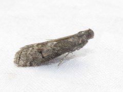 Oreana unicolorella