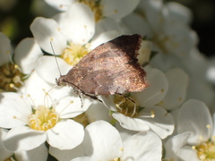 Choreutis pariana