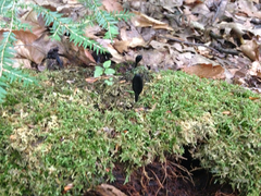 Geoglossum nigritum
