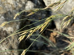 Piptatherum holciforme