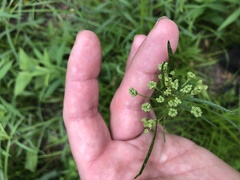 Perideridia americana