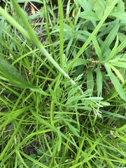 Perideridia americana