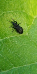 Magdalis ruficornis