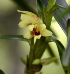Maxillaria ponerantha