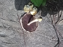 Coprinellus micaceus