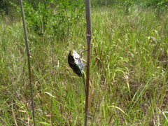 Diceroprocta oleacea