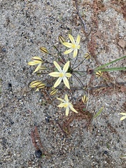 Triteleia ixioides